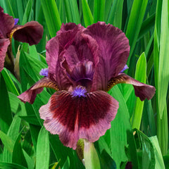 Cat's Eye Dwarf Bearded Iris Species Growing Bonsai Bulbs Roots Rhizomes Corms Tubers Potted Planting Reblooming Fragrant Garden Flower Seeds Plant