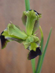 Hermodactylus Tuberosus Was Considered Monotypic Genus Iridaceae Family Mediterranean Area Bearded Iris Species Growing Bonsai Bulbs Roots Rhizomes