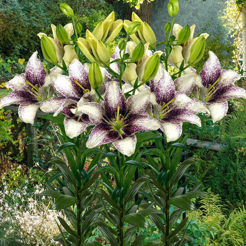 lily seeds planting Easy Spot Lily Blooms Species Growing Bonsai Bulbs Roots Rhizomes Corms Tubers Potted Planting Reblooming Fragrant Garden Flower Seeds Plant