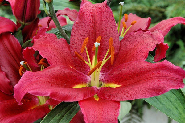 Bacardi Oriental Hybrid Lily Blooms Species Growing Bonsai Bulbs Roots Rhizomes Corms Tubers Potted Planting Reblooming Fragrant Garden Flower Seeds Plant