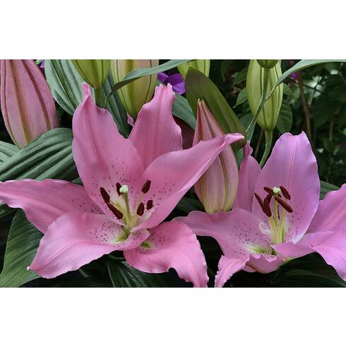 Catemaco Oriental Hybrid Lily Blooms Species Growing Bonsai Bulbs Roots Rhizomes Corms Tubers Potted Planting Reblooming Fragrant Garden Flower Seeds Plant