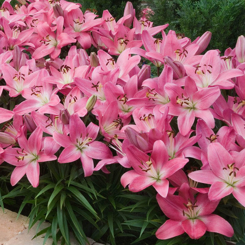 asiatic border lilies Pink Carpet Border Lilies Lily Blooms Species Growing Bonsai Bulbs Roots Rhizomes Corms Tubers Potted Planting Reblooming Fragrant Garden Flower Seeds Plant