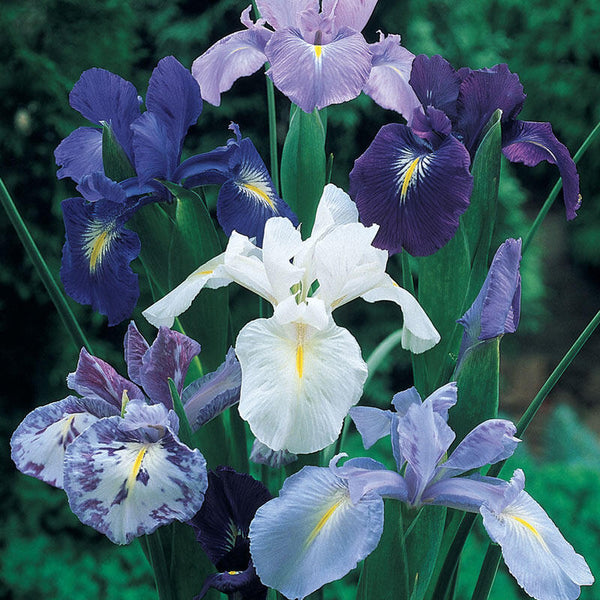 Cool Shades Dutch Iris Mixture Bearded Iris Species Growing Bonsai Bulbs Roots Rhizomes Corms Tubers Potted Planting Reblooming Fragrant Garden Flower Seeds Plant