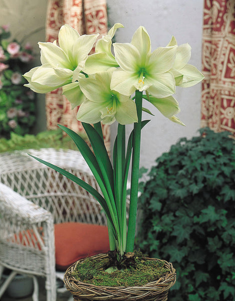 Lemon and Lime Amaryllis Hippeastrum Blooms Species Growing Bonsai Bulbs Roots Rhizomes Corms Tubers Potted Planting Reblooming Fragrant Garden Flower Seeds Plant  Size 12-16cm