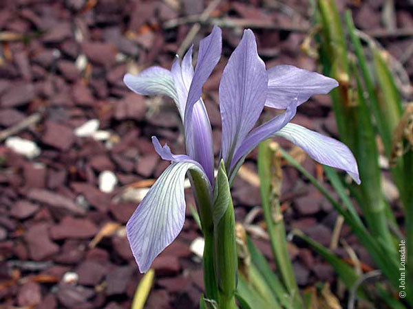 Iris Lactea Pallas From Northeastern Afghanistan Kazakhstan Russian Central Asia Tibet China Mongolia Korea Garden Flower Seeds Plant