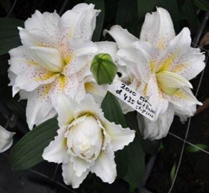 Andromeda Double Oriental Hybrid Lily Blooms Species Growing Bonsai Bulbs Roots Rhizomes Corms Tubers Potted Planting Reblooming Fragrant Garden Flower Seeds Plant