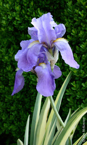 Iris Pallida Aureovariegata Although Small Flowered In Comparison Modern Hybrid Bearded Iris Species Growing Bonsai Bulbs Roots Rhizomes Corms Tubers Potted Planting Reblooming Fragrant Garden Flower Seeds Plant