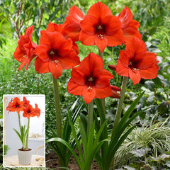 Princess Margriet Amaryllis Hippeastrum Blooms Species Growing Bonsai Bulbs Roots Rhizomes Corms Tubers Potted Planting Reblooming Fragrant Garden Flower Seeds Plant  Size 12-16cm - Seedsplant