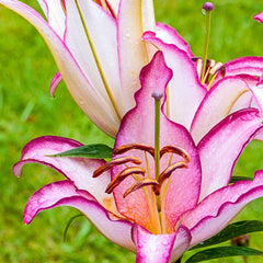The Edge Lily Blooms Species Growing Bonsai Bulbs Roots Rhizomes Corms Tubers Potted Planting Reblooming Fragrant Garden Flower Seeds Plant