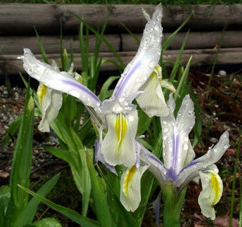 Iris Magnifica Agalik Bearded Iris Species Growing Bonsai Bulbs Roots Rhizomes Corms Tubers Potted Planting Reblooming Fragrant Garden Flower Seeds Plant