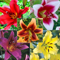 Classic Lily Tree Collection Lily Blooms Species Growing Bonsai Bulbs Roots Rhizomes Corms Tubers Potted Planting Reblooming Fragrant Garden Flower Seeds Plant
