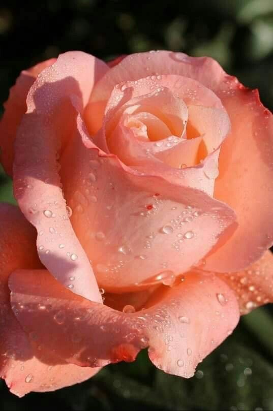 Peach Rose Seedlings Flower Seeds Perennial Growing Bonsai Corms Tubers Potted Planting Reblooming Fragrant Garden Roots Rhizomes Species Blooms Plant Bulbs Gardening Tree