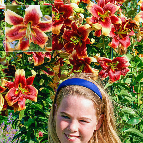 Debby Lily Tree Blooms Species Growing Bonsai Bulbs Roots Rhizomes Corms Tubers Potted Planting Reblooming Fragrant Garden Flower Seeds Plant