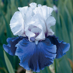 Mariposa Skies Tall Bearded Reblooming Iris Species Growing Bonsai Bulbs Roots Rhizomes Corms Tubers Potted Planting Fragrant Garden Flower Seeds Plant