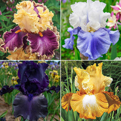 Award Winning Bearded Iris Collection Species Growing Bonsai Bulbs Roots Rhizomes Corms Tubers Potted Planting Reblooming Fragrant Garden Flower Seeds Plant