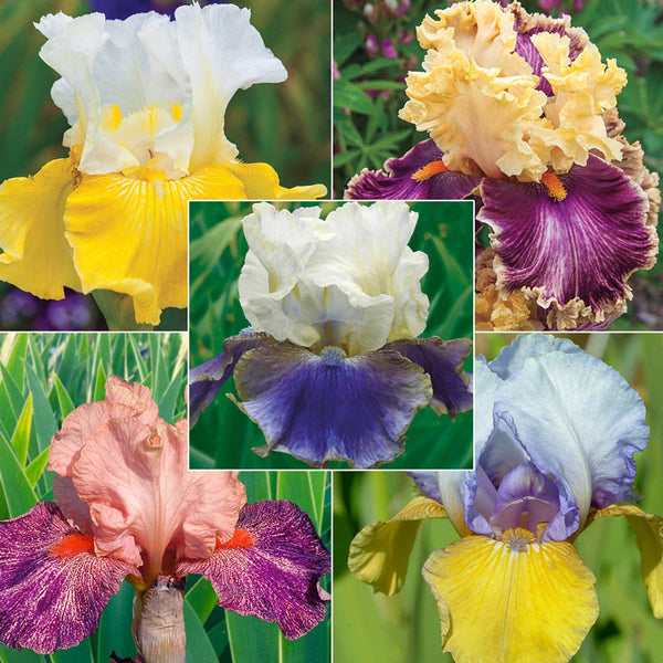 Two-Tone Bearded Iris Collection Species Growing Bonsai Bulbs Roots Rhizomes Corms Tubers Potted Planting Reblooming Fragrant Garden Flower Seeds Plant