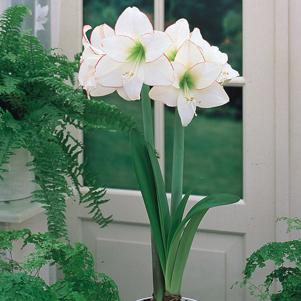 Amaryllis Picotee Hippeastrum Blooms Species Growing Bonsai Bulbs Roots Rhizomes Corms Tubers Potted Planting Reblooming Fragrant Garden Flower Seeds Plant  Size 12-16cm