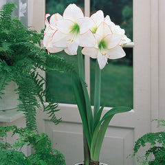 Amaryllis Picotee Hippeastrum Blooms Species Growing Bonsai Bulbs Roots Rhizomes Corms Tubers Potted Planting Reblooming Fragrant Garden Flower Seeds Plant  Size 12-16cm