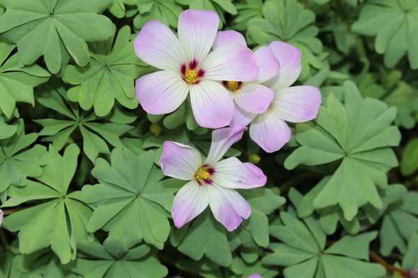 Silver Oxalis Bulbs Wood Sorrel Shamrock Perennial Growing Bonsai Roots Rhizomes Corms Tubers Potted Planting Reblooming Fragrant Garden Species Blooms Flower Seeds Plant Gardening