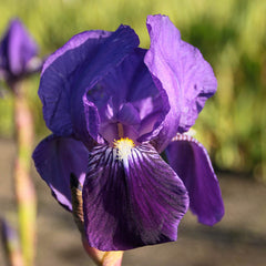 Eleanor Roosevelt Bearded Iris Rare Iris Bulbs Rapidly Beauty Reblooming Bearded Iris Root Home Balcony Bonsai Decor Flower Seeds Plant - Seedsplant