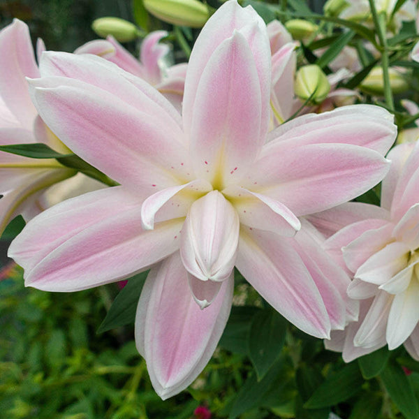 Lotus Breeze Double Lily Blooms Species Growing Bonsai Bulbs Roots Rhizomes Corms Tubers Potted Planting Reblooming Fragrant Garden Flower Seeds Plant