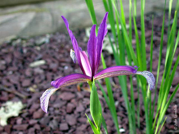 Iris Sintenisii Ssp. Brandzae Bearded Iris Species Growing Bonsai Bulbs Roots Rhizomes Corms Tubers Potted Planting Reblooming Fragrant Garden Flower Seeds Plant