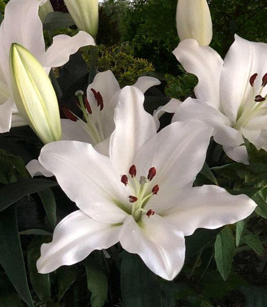 Paposo Easter Oriental Hybrid Lily Blooms Species Growing Bonsai Bulbs Roots Rhizomes Corms Tubers Potted Planting Reblooming Fragrant Garden Flower Seeds Plant
