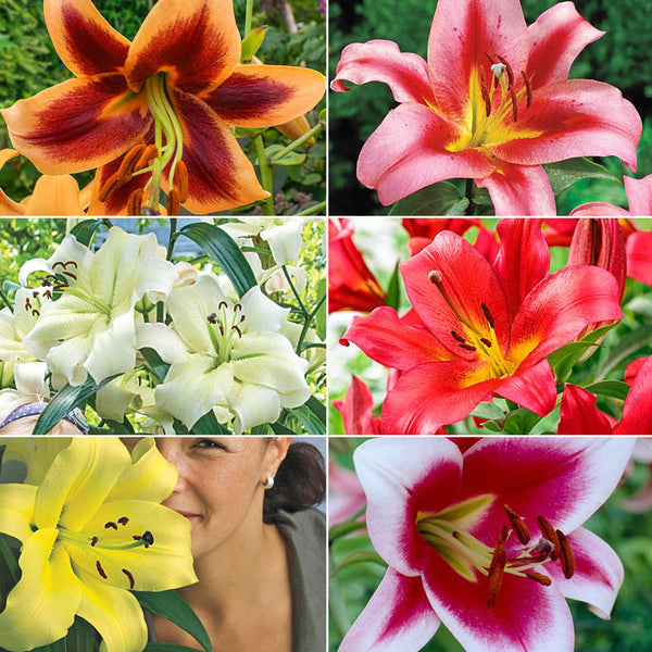 Great Expectations Lily Tree Collection Lily Blooms Species Growing Bonsai Bulbs Roots Rhizomes Corms Tubers Potted Planting Reblooming Fragrant Garden Flower Seeds Plant