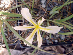 Iris Hartwegii Baker Grows Relatively High Altitudes In The Sierras Southern California Garden Flower Seeds Plant