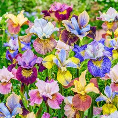 Peacock Butterfly Siberian Iris Mixture Iris Species Growing Bonsai Bulbs Roots Rhizomes Corms Tubers Potted Planting Reblooming Fragrant Garden Flower Seeds Plant