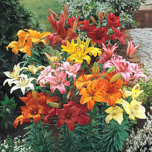 potted lily plants Hardy Perennial Lilies Excellent for Fresh Cut-Flower Arrangements Lily Blooms Species Growing Bonsai Bulbs Roots Rhizomes Corms Tubers Potted Planting Reblooming Fragrant Garden Flower Seeds Plant