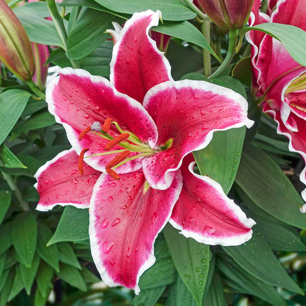 Bandiera Lily Blooms Species Growing Bonsai Bulbs Roots Rhizomes Corms Tubers Potted Planting Reblooming Fragrant Garden Flower Seeds Plant