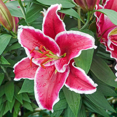Bandiera Lily Blooms Species Growing Bonsai Bulbs Roots Rhizomes Corms Tubers Potted Planting Reblooming Fragrant Garden Flower Seeds Plant - Seedsplant