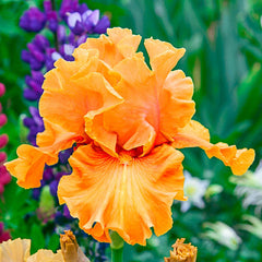 Golden Panther Bearded Iris Species Growing Bonsai Bulbs Roots Rhizomes Corms Tubers Potted Planting Reblooming Fragrant Garden Flower Seeds Plant