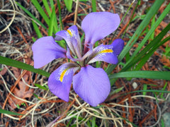 Iris Unguicularis Mary Barnard Bearded Iris Species Growing Bonsai Bulbs Roots Rhizomes Corms Tubers Potted Planting Reblooming Fragrant Garden Flower Seeds Plant