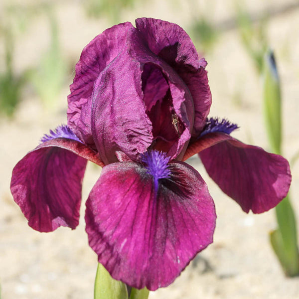 Cherry Garden Bearded Iris Species Growing Bonsai Bulbs Roots Rhizomes Corms Tubers Potted Planting Reblooming Fragrant Garden Flower Seeds Plant