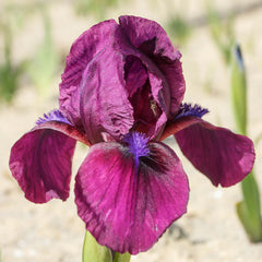 Cherry Garden Bearded Iris Species Growing Bonsai Bulbs Roots Rhizomes Corms Tubers Potted Planting Reblooming Fragrant Garden Flower Seeds Plant