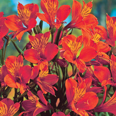 Orange King Peruvian Lily Blooms Species Growing Bonsai Bulbs Roots Rhizomes Corms Tubers Potted Planting Reblooming Fragrant Garden Flower Seeds Plant