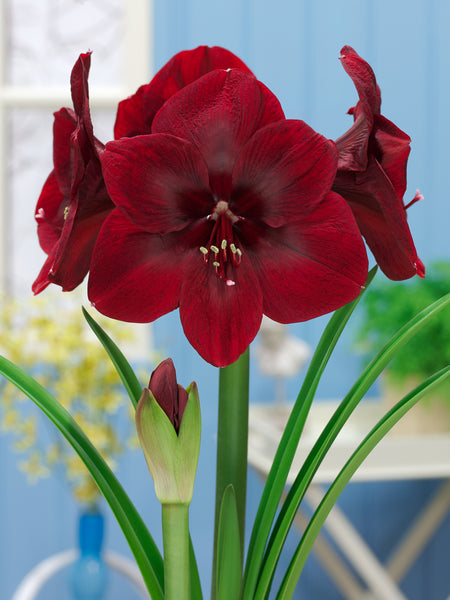 Premier Amaryllis Hippeastrum Blooms Species Growing Bonsai Bulbs Roots Rhizomes Corms Tubers Potted Planting Reblooming Fragrant Garden Flower Seeds Plant  Size 12-16cm