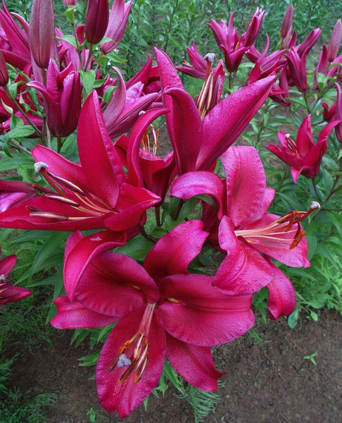 Carbonero Orienpet Hybrid Lily Blooms Species Growing Bonsai Bulbs Roots Rhizomes Corms Tubers Potted Planting Reblooming Fragrant Garden Flower Seeds Plant