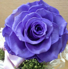 Light Blue  Rose Seedlings Flower Seeds Perennial Growing Bonsai Corms Tubers Potted Planting Reblooming Fragrant Garden Roots Rhizomes Species Blooms Plant Bulbs Gardening Tree - Seedsplant