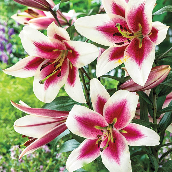 Candy Club Lily Lily Blooms Species Growing Bonsai Bulbs Roots Rhizomes Corms Tubers Potted Planting Reblooming Fragrant Garden Flower Seeds Plant