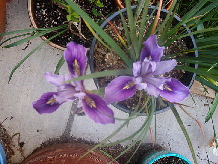 Iris Macrosiphon Mt. Madonna Bearded Iris Species Growing Bonsai Bulbs Roots Rhizomes Corms Tubers Potted Planting Reblooming Fragrant Garden Flower Seeds Plant