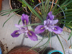 Iris Macrosiphon Mt. Madonna Bearded Iris Species Growing Bonsai Bulbs Roots Rhizomes Corms Tubers Potted Planting Reblooming Fragrant Garden Flower Seeds Plant
