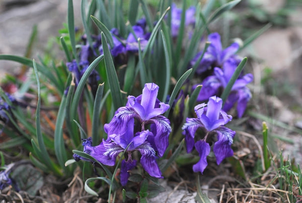 Iris Dolichosiphon Subsp Orientalis NoltieO Small Alpine Plant Restricted To High Elevations In Yunnan Sichuan Provinces Flower Seeds Plant