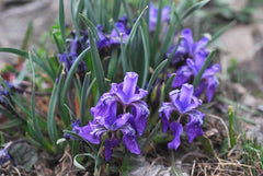 Iris Dolichosiphon Subsp Orientalis NoltieO Small Alpine Plant Restricted To High Elevations In Yunnan Sichuan Provinces Flower Seeds Plant