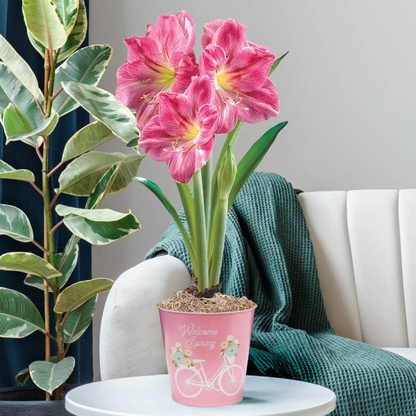 Candy Floss Amaryllis Single in Spring Bicycle Pot Amaryllis Hippeastrum Blooms Species Growing Bonsai Bulbs Roots Rhizomes Corms Tubers Potted Planting Reblooming Fragrant Garden Flower Seeds Plant  Size 12-16cm