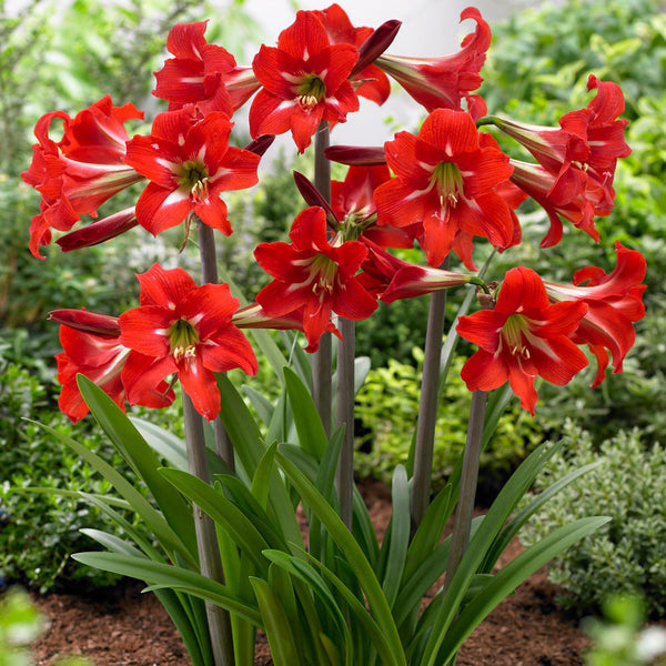 Sonatini Balentino Amaryllis Hippeastrum Blooms Species Growing Bonsai Bulbs Roots Rhizomes Corms Tubers Potted Planting Reblooming Fragrant Garden Flower Seeds Plant  Size 12-16cm