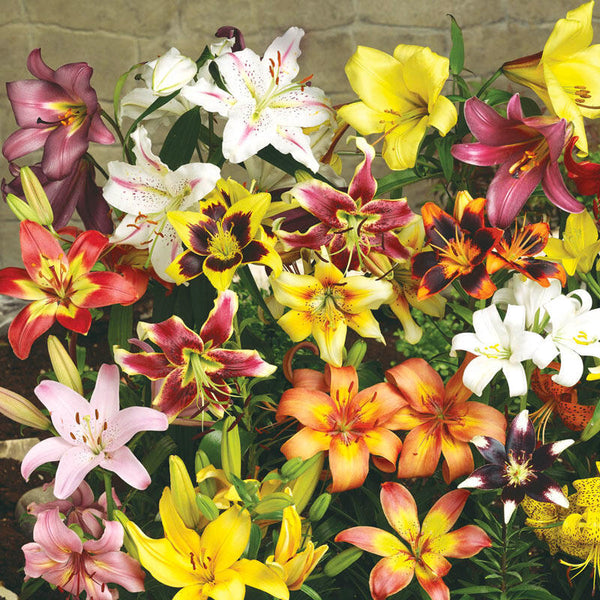 All Season Lily Mixture Blooms Species Growing Bonsai Bulbs Roots Rhizomes Corms Tubers Potted Planting Reblooming Fragrant Garden Flower Seeds Plant