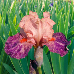 Frisky Frolic Bearded Iris Species Growing Bonsai Bulbs Roots Rhizomes Corms Tubers Potted Planting Reblooming Fragrant Garden Flower Seeds Plant